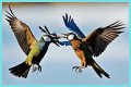 Are birds fighting or mating?