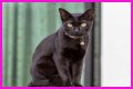 Can a Bombay cat have green eyes? – Janet-Panic.com