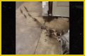 Rats Run Out From Under Homeless Person's Blanket on NYC Subway Platform