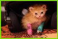 Tater Tot Kitten Died: How Tater Tot’s Heartwarming Life Ended